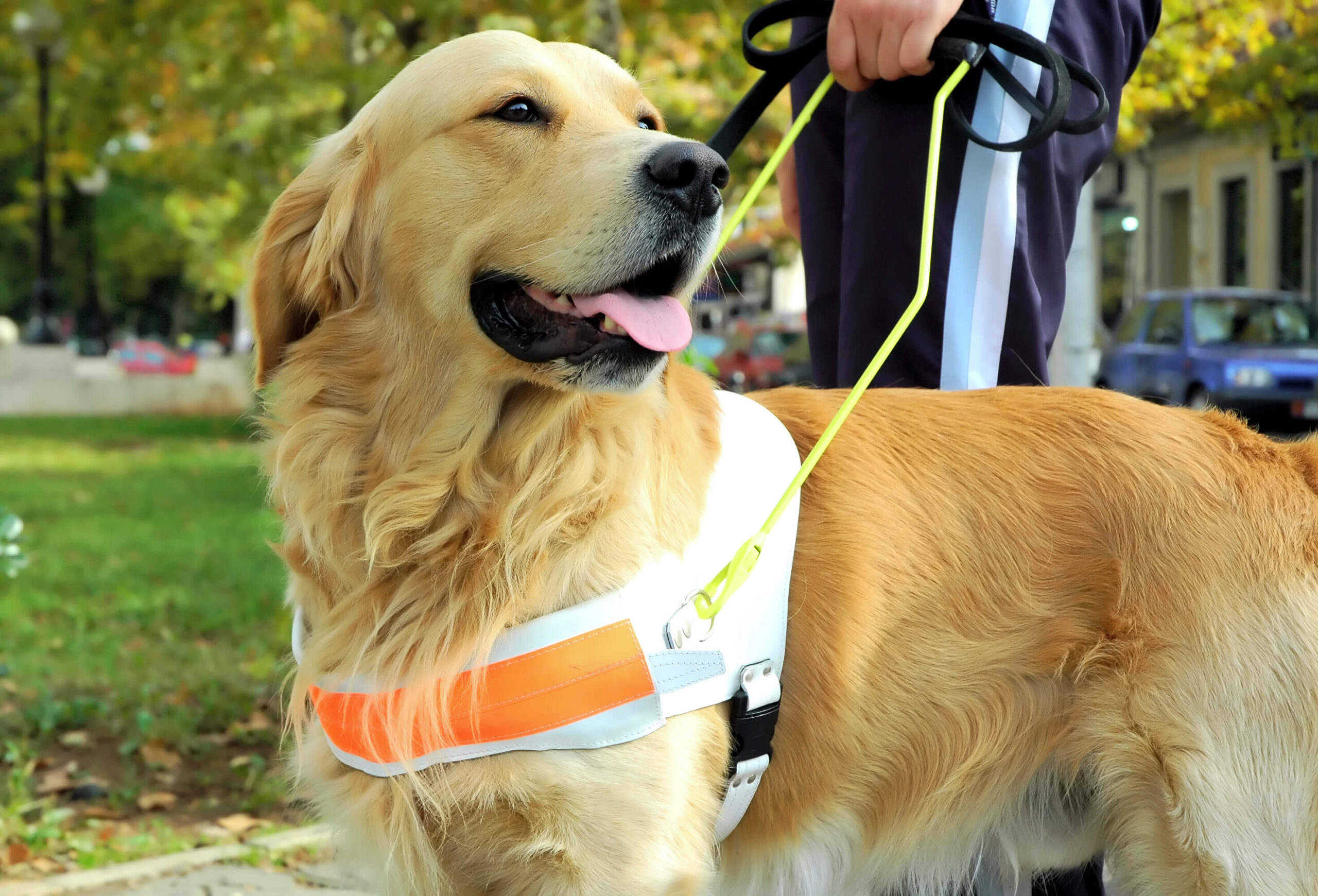 Golden Retriever service dog with orange vest and yellow leash.