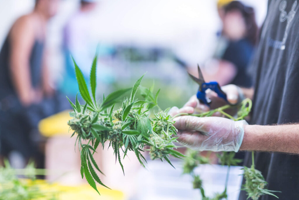 Oklahoma’s New Medical Marijuana Law and Your Workplace Ogletree